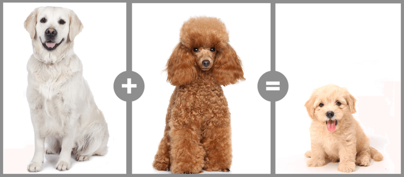 toy goldendoodle breeders